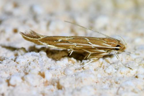 Pyroderces argyrogrammos